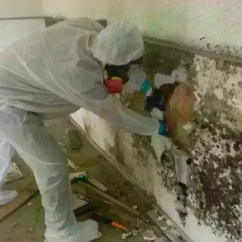 Mold Remediation and Removal in Venice, FL